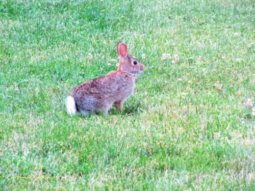 ... Don't cut my clover, please!