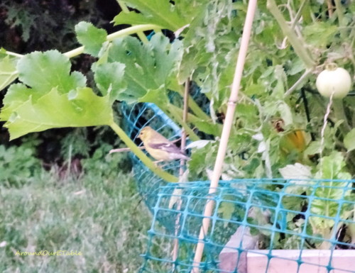 Female goldfinch 